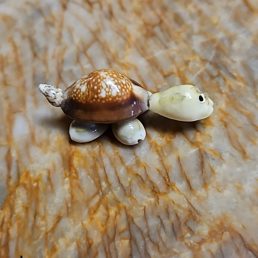 Small Shell Turtle